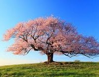 中部地方で人気の桜の名所ってどこ？