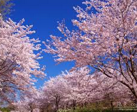 東北で人気の桜の名所ってどこ？