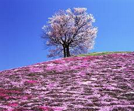 中国地方で人気の桜の名所ってどこ？