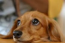 血尿が出る時はどんな病気の可能性がある?